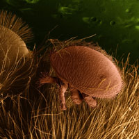 Varroa destructor