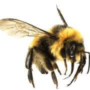 (c) Beesbuzzing.com
